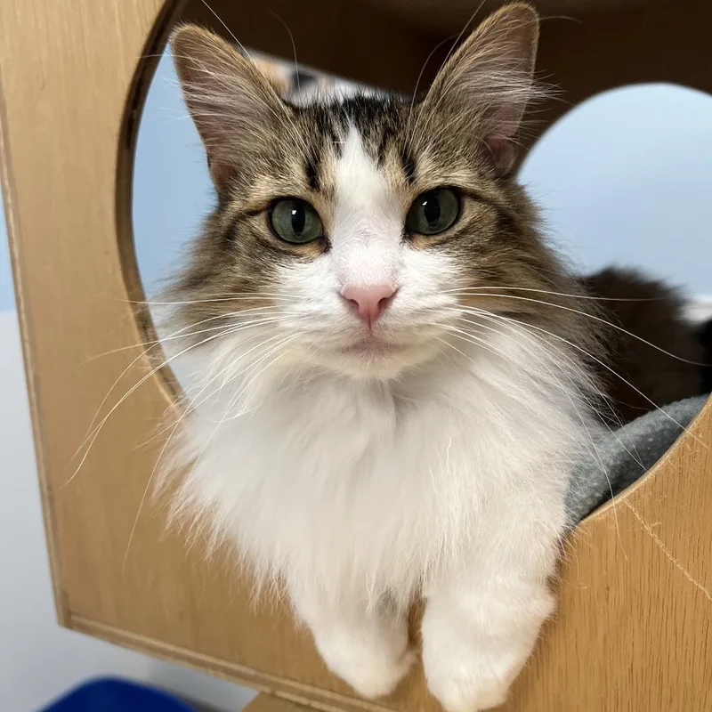 An adult small-sized female White Domestic Long Hair cat named Macky for adoption in Arlington Heights, IL