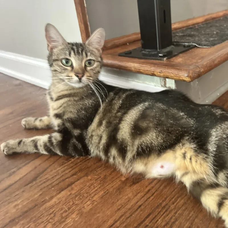 A young small-sized female Tabby (Brown / Chocolate) American Shorthair cat named Charlotte for adoption in Lilburn, GA