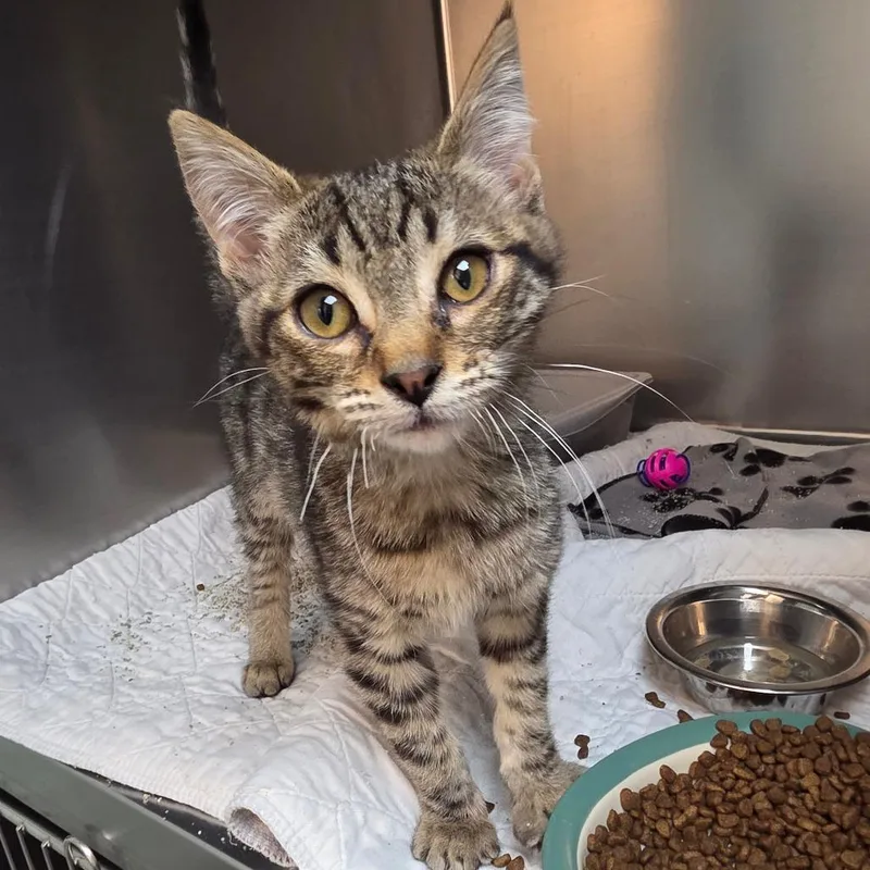 A baby small-sized male Domestic Short Hair cat named Roosevelt for adoption in Allyn, WA