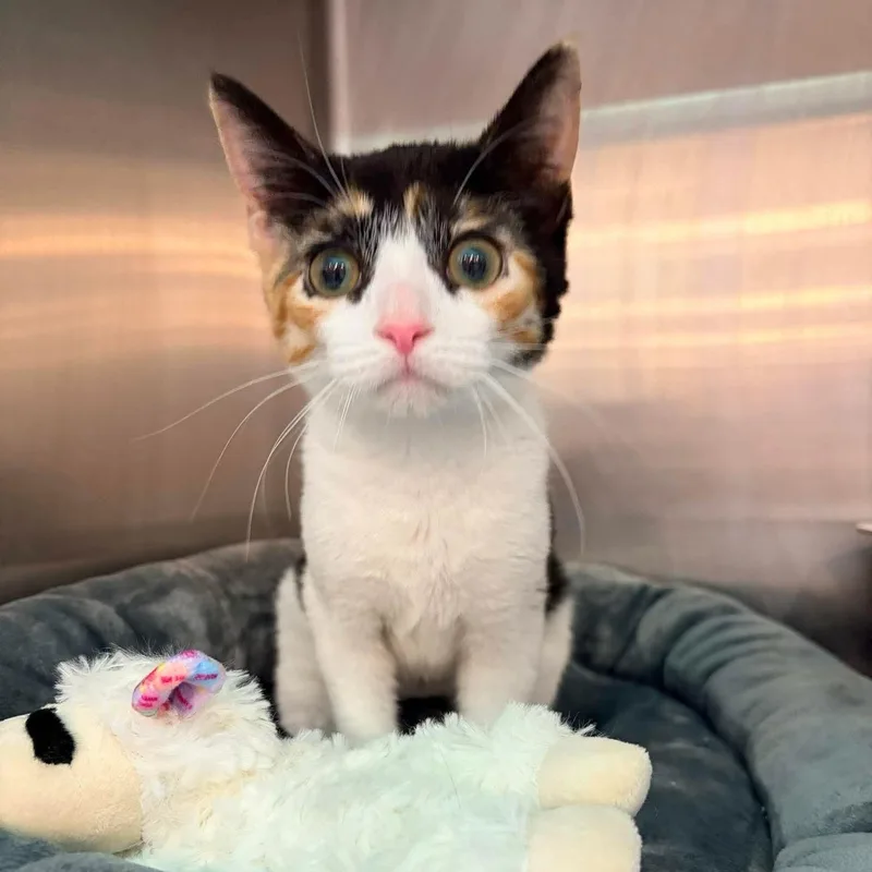 A baby small-sized female Calico Domestic Short Hair cat named Maybe It's Maybelline for adoption in Bellmawr, NJ