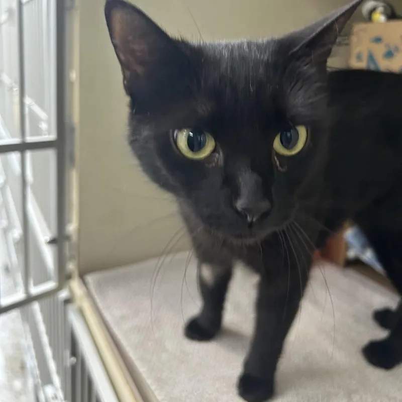 An adult medium-sized female Black Domestic Short Hair cat named Silk for adoption in West Olive, MI