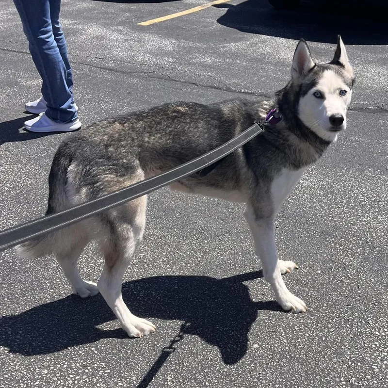 An adult medium-sized female White / Cream Mixed Breed dog named Opal for adoption in Mentor, OH