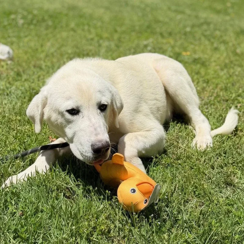A baby medium-sized male Great Pyrenees dog named Damon for adoption in Locust Fork, AL
