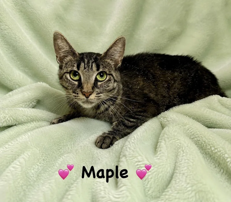 A young medium-sized female Tabby (Brown / Chocolate) Tabby cat named Maple for adoption in Copley, OH
