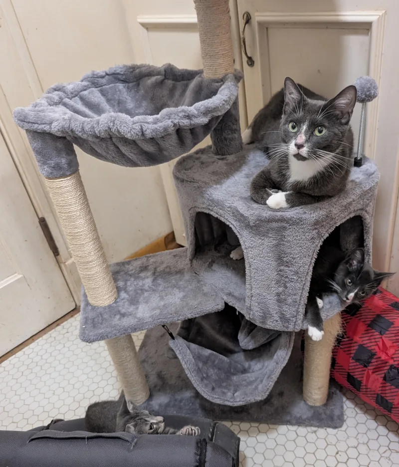 A young medium-sized female Gray & White Domestic Short Hair cat named Olive for adoption in Jacksonville, FL