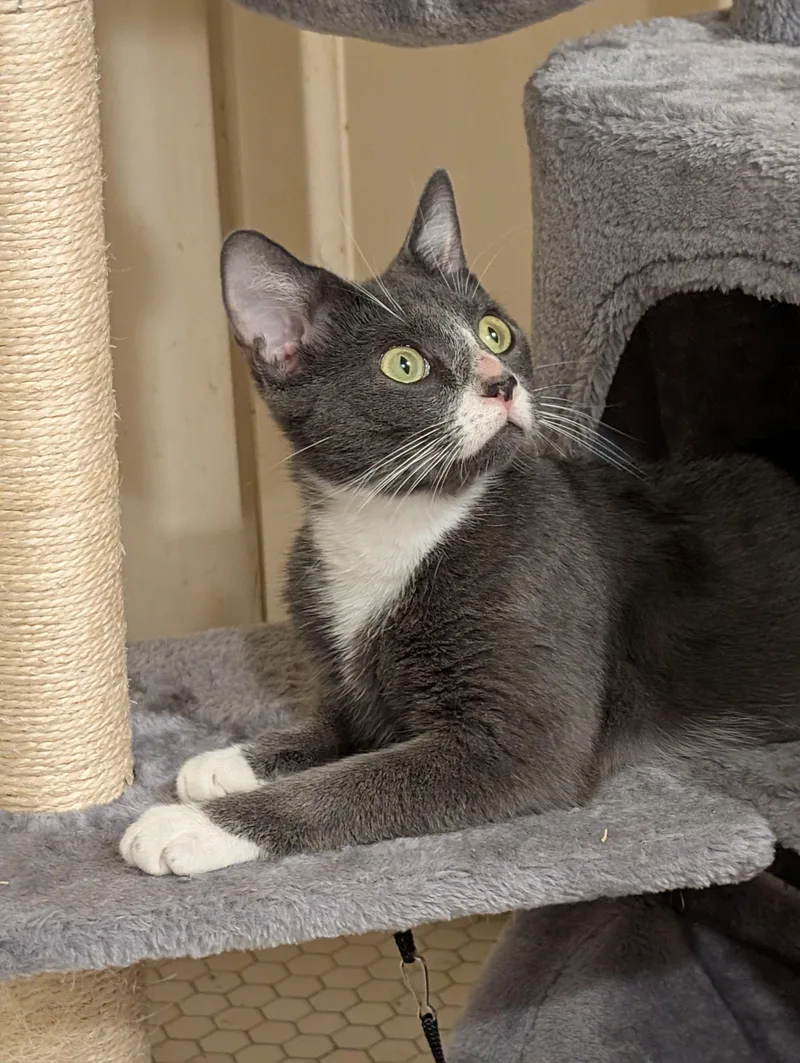 Olive thumbnail 2