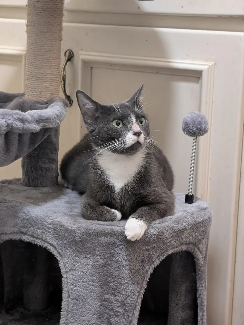 Olive thumbnail 3