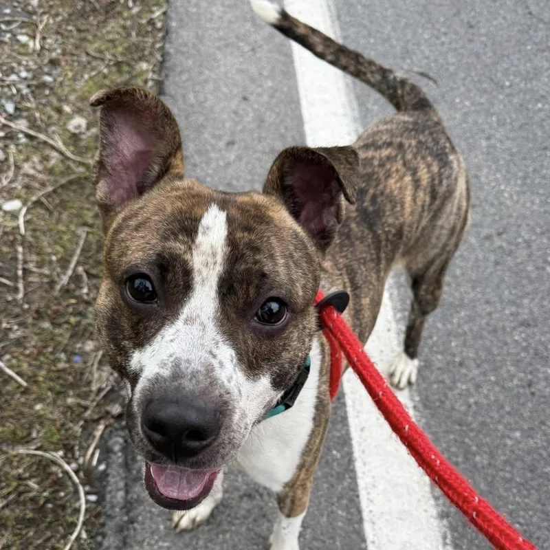 A young medium-sized male Terrier dog named Boyd for adoption in North Syracuse, NY