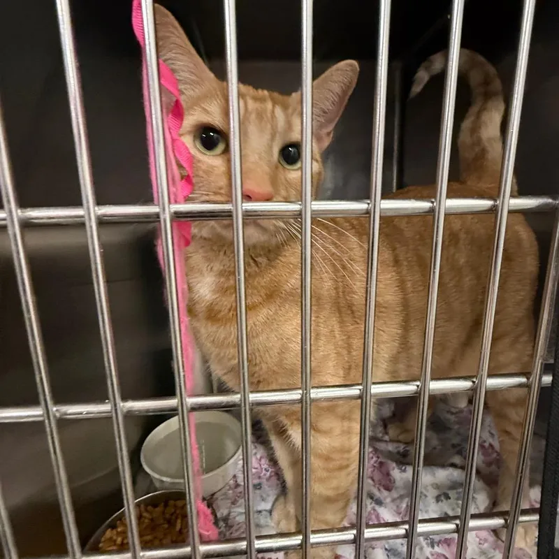 An adult small-sized male Orange / Red Domestic Short Hair cat named Chuckie for adoption in Pasadena , MD