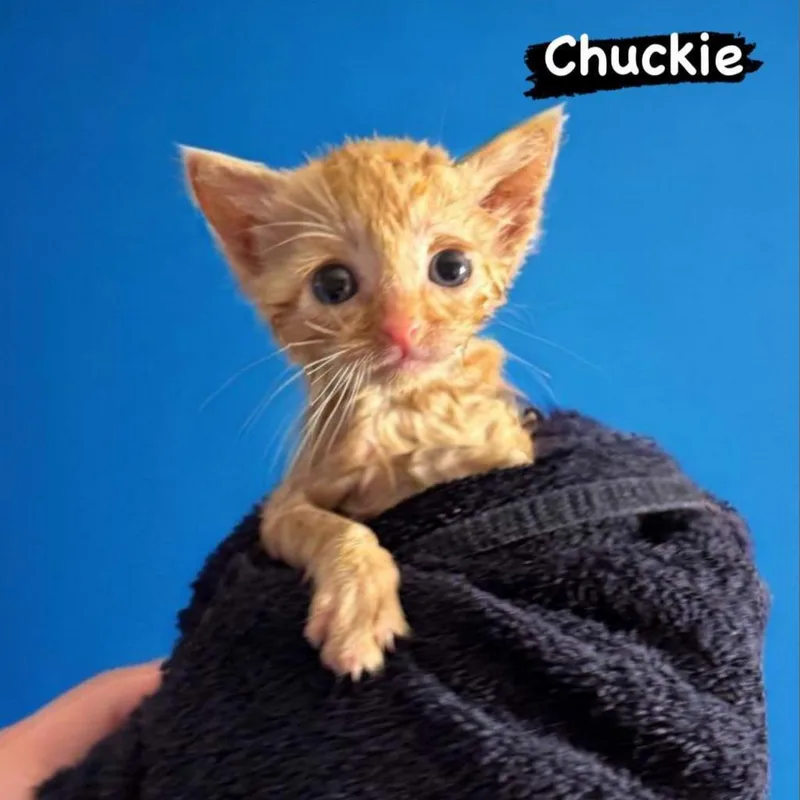 Chuckie thumbnail 2