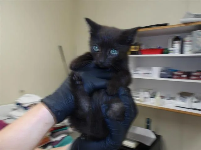 A baby small-sized male Domestic Short Hair cat named Tuco for adoption in Santa Rosa, CA