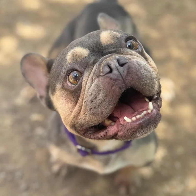 An adult medium-sized female Brown / Chocolate French Bulldog dog named Coffee Cakes for adoption in Las Vegas, NV