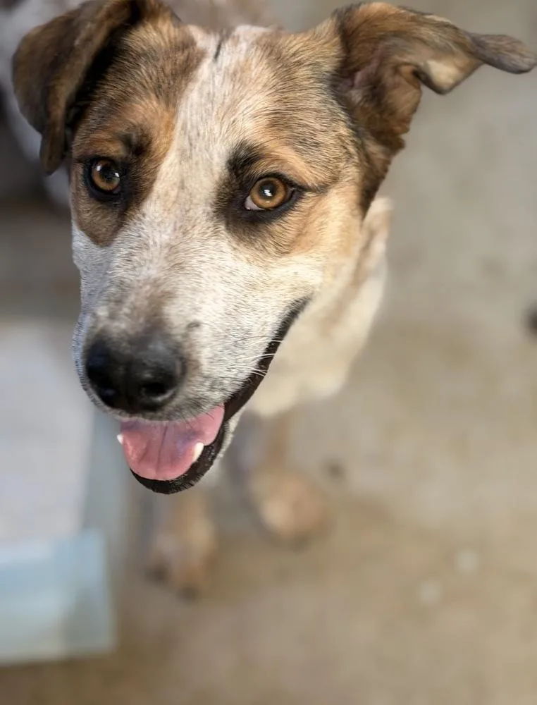 A young medium-sized female White / Cream Australian Cattle Dog / Blue Heeler dog named Delilah for adoption in Tulsa, OK