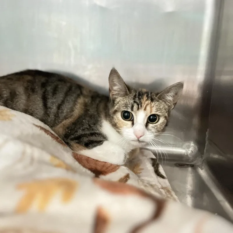A baby small-sized female Brown / Chocolate Domestic Short Hair cat named Truffles for adoption in Lakeland, FL