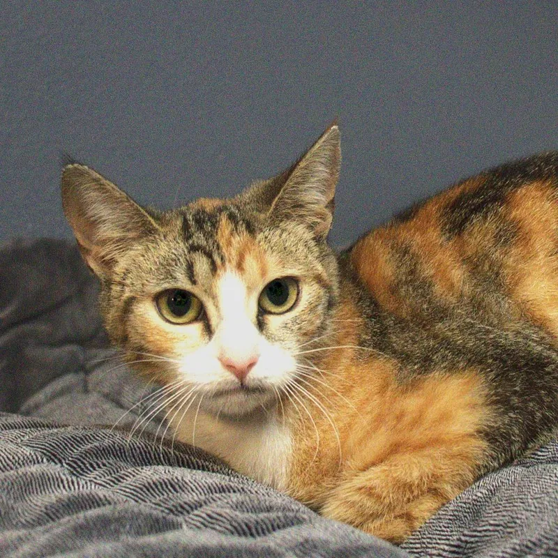 Truffles thumbnail 2