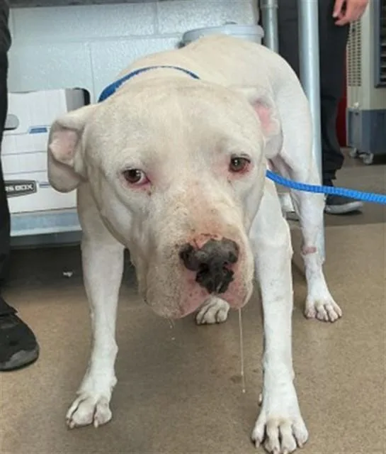 An adult large-sized male Pit Bull Terrier dog named Snow Cone for adoption in San Bernardino, CA