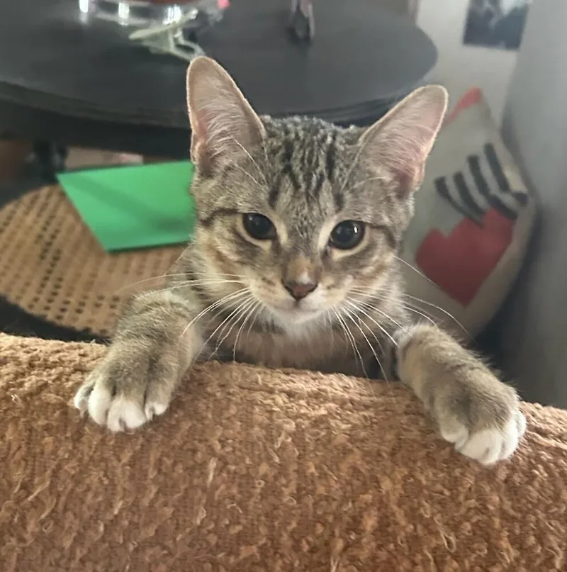 A baby small-sized male Domestic Short Hair cat named Poppy JRy for adoption in Greenville, SC