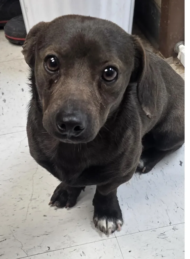 An adult small-sized male Brown / Chocolate Dachshund (Miniature Long Haired) dog named Swamp for adoption in Riverside, IA