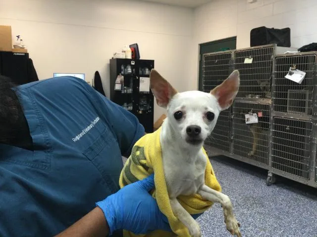 An adult small-sized female Chihuahua dog named Sally for adoption in Riverside, CA