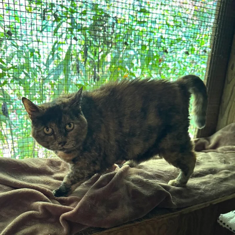 A senior small-sized female Domestic Short Hair cat named Sunshine for adoption in Kittanning, PA