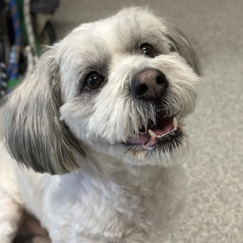 An adult small-sized male White / Cream Mixed Breed dog named Cooper for adoption in Hinsdale, IL