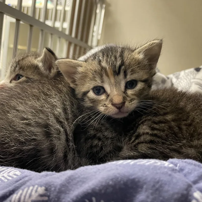 A baby small-sized female Brown / Chocolate Domestic Short Hair cat named Everly for adoption in Webster, TX