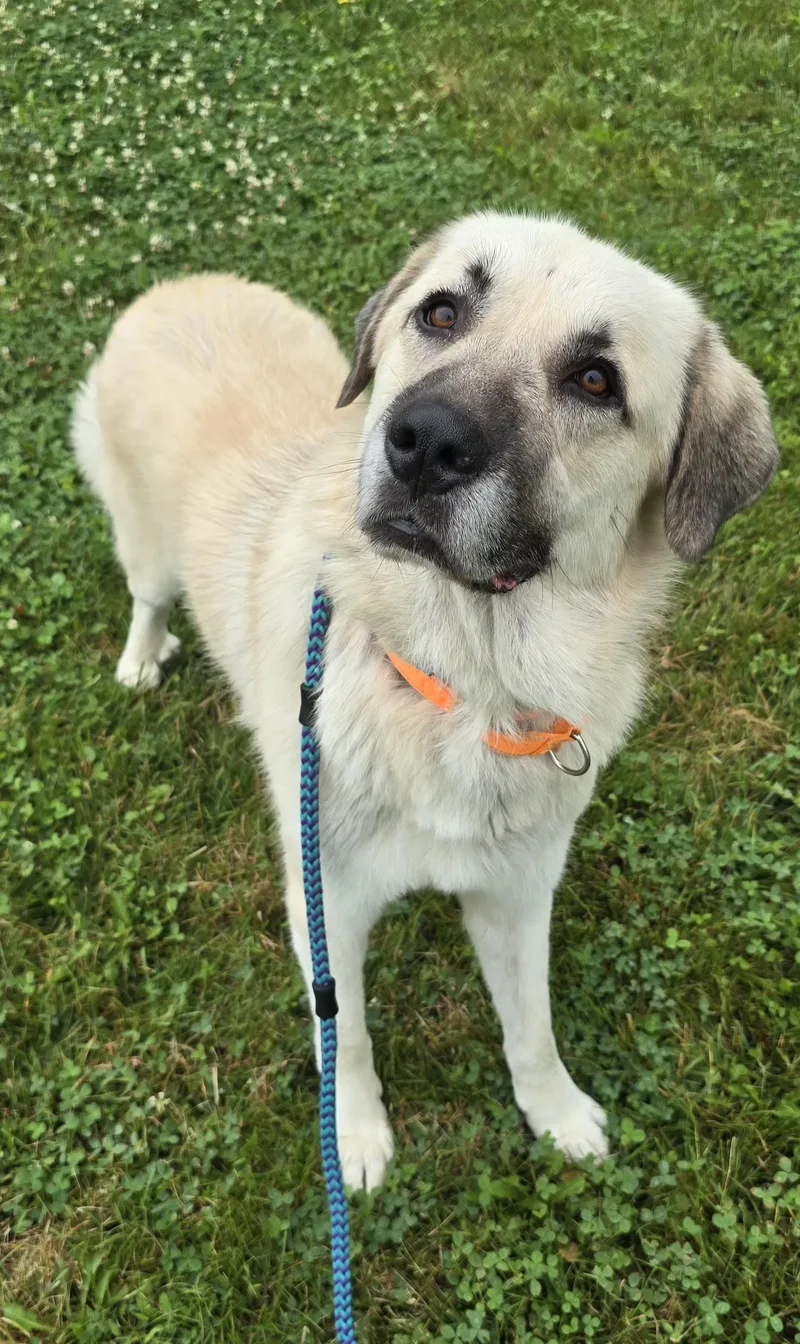 An adult large-sized male Apricot / Beige Anatolian Shepherd dog named Mosley for adoption in Keyser, WV