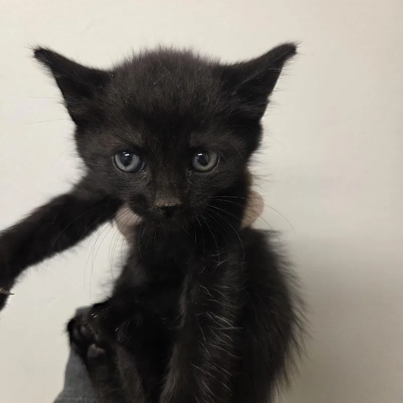 A baby small-sized male Black Domestic Short Hair cat named Lime for adoption in Jacksonville, FL