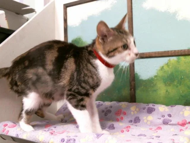 A young medium-sized female Domestic Short Hair cat named Jaylnn for adoption in Houston, TX