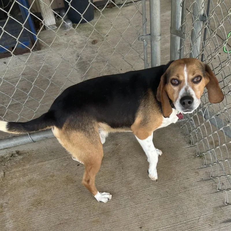 An adult small-sized male Brown / Chocolate Beagle dog named Sneezy for adoption in Delaware, OH
