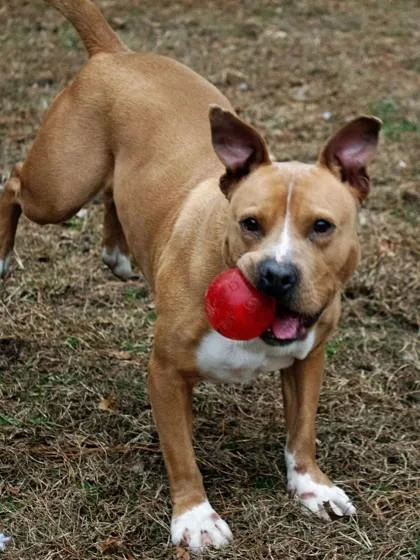 Chewie Fka Rupert thumbnail 2