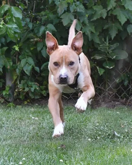 Chewie Fka Rupert thumbnail 3