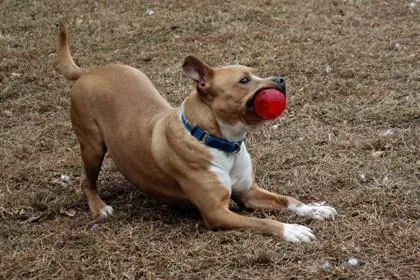 Chewie Fka Rupert thumbnail 5