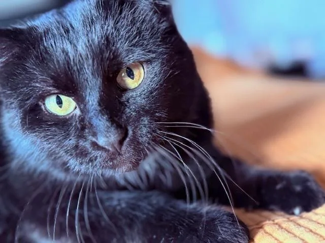 An adult large-sized male Black Domestic Short Hair cat named Ozzy for adoption in Omaha, NE