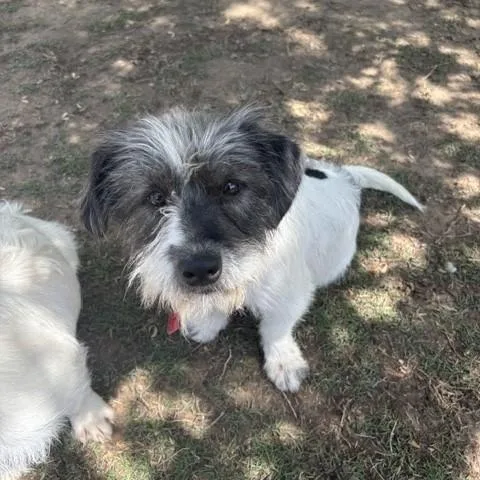 An adult medium-sized female Terrier dog named Wendy for adoption in Tulsa, OK