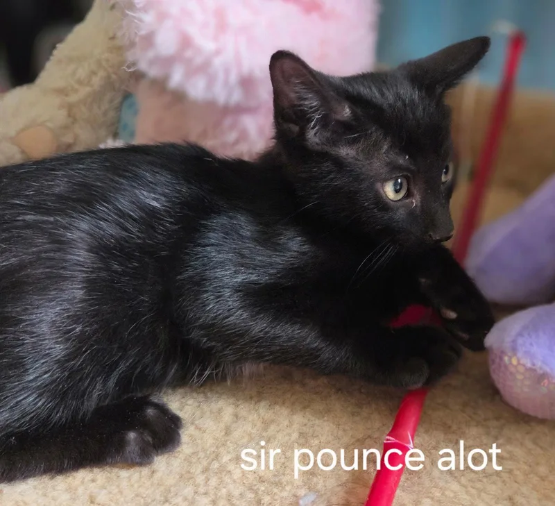 A baby medium-sized male Black & White / Tuxedo Domestic Short Hair cat named Sir Pounce A Lot for adoption in Oviedo, FL