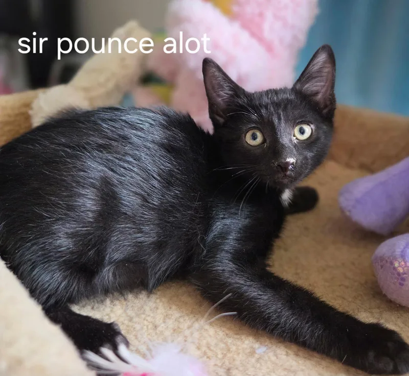 Sir Pounce A Lot thumbnail 2