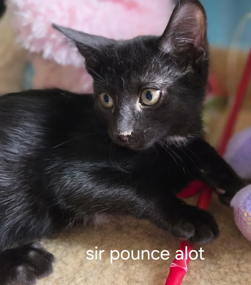 Sir Pounce A Lot thumbnail 3