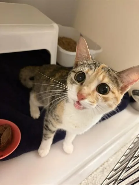 A young medium-sized female Domestic Short Hair cat named Lidia for adoption in Statesville, NC