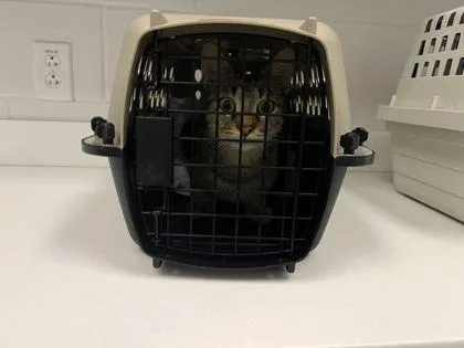An adult medium-sized female Brown / Chocolate Domestic Short Hair cat named Betrayal Garden for adoption in Kansas City, MO