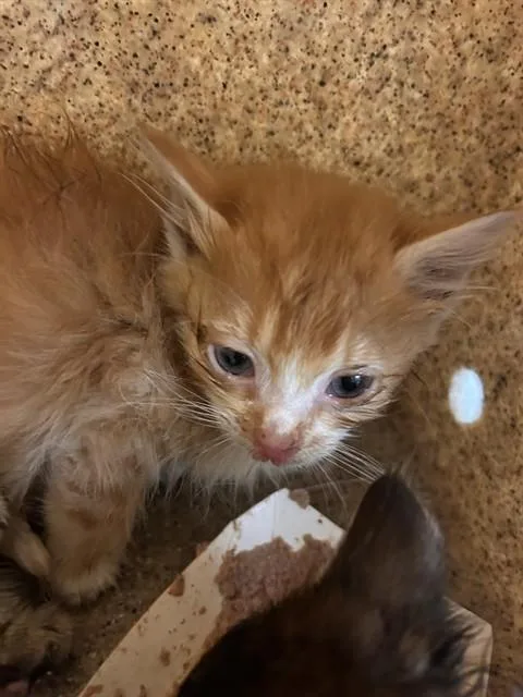 A baby small-sized male Domestic Short Hair cat named Sam for adoption in Riverside, CA