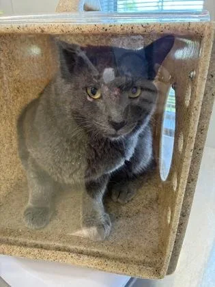 An adult large-sized male Domestic Short Hair cat named Gunther for adoption in Lafayette, IN