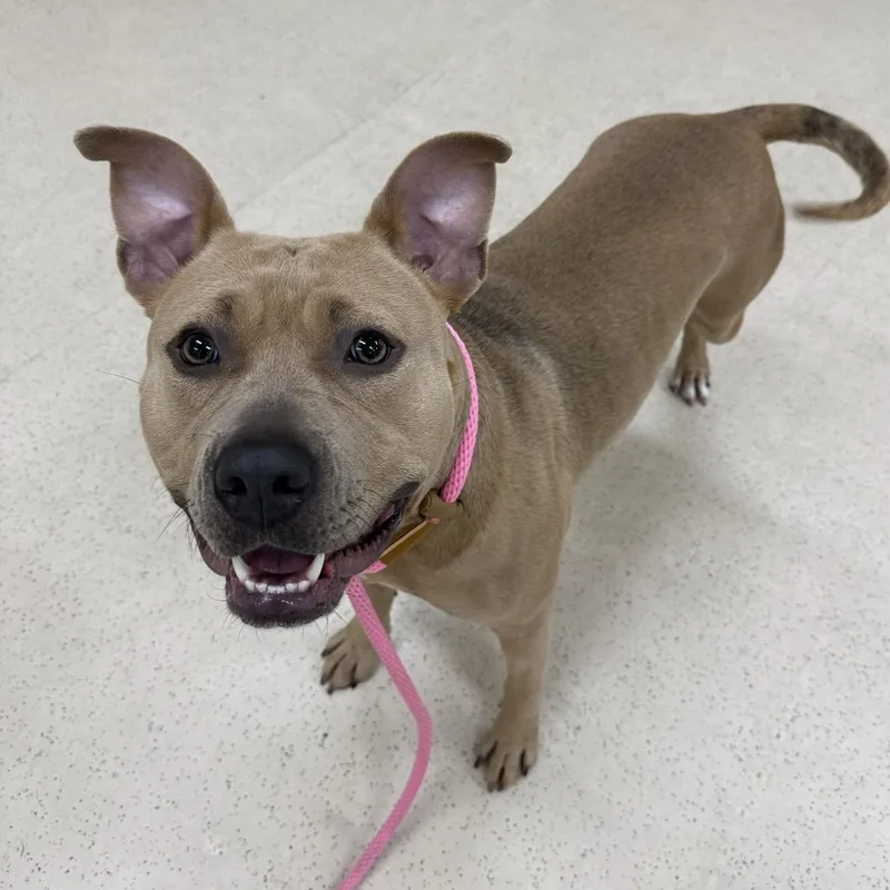 An adult medium-sized female Golden Pit Bull Terrier dog named Cinnamon for adoption in Eatontown, NJ