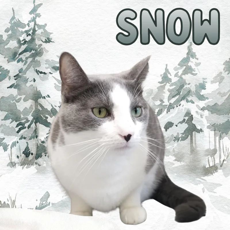 An adult medium-sized male Gray & White Domestic Short Hair cat named Snow for adoption in Aransas Pass, TX