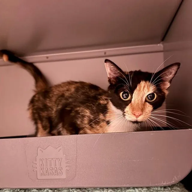A young small-sized female Domestic Short Hair cat named Nora for adoption in Leesburg, VA