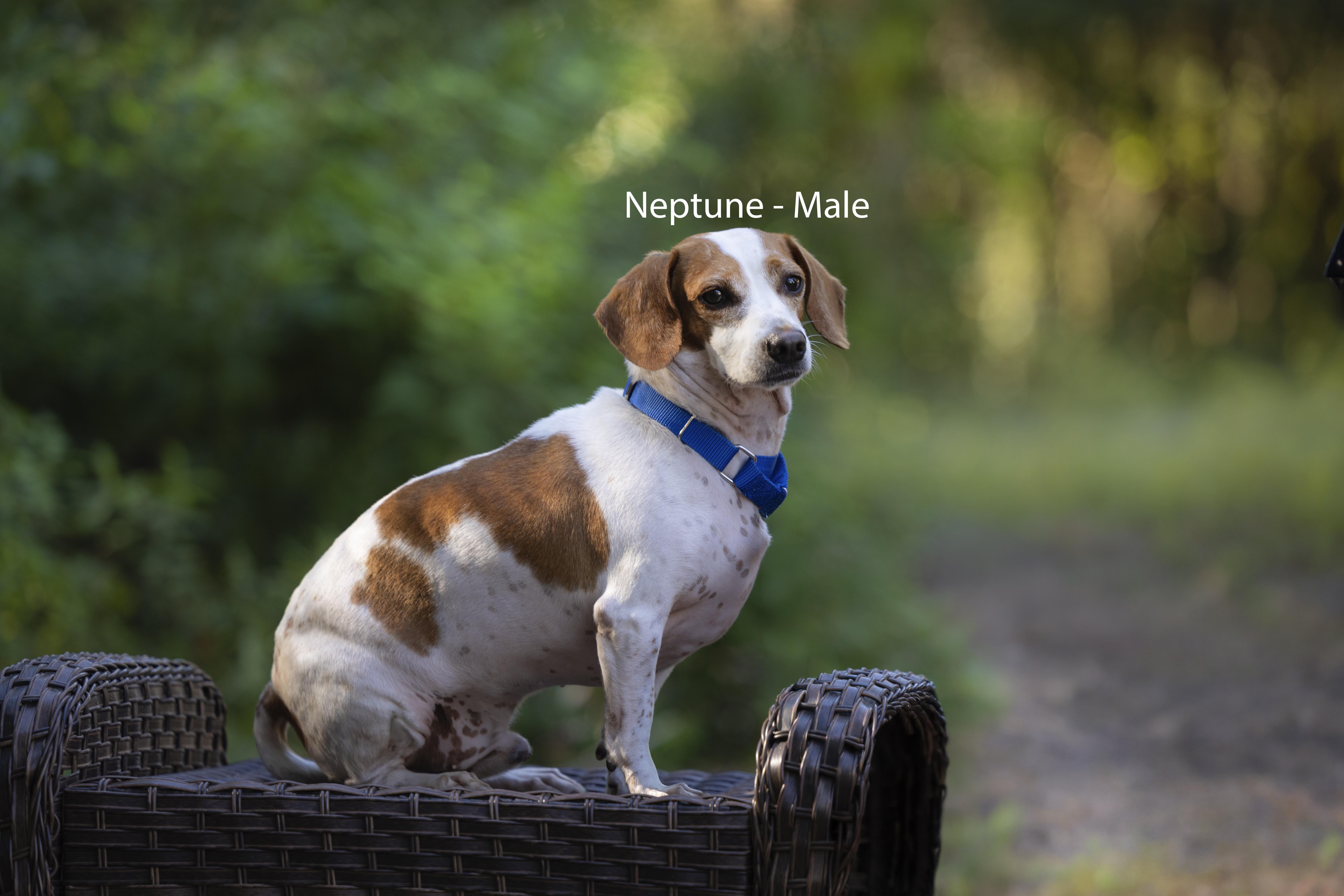An adult small-sized male Beagle dog named Neptune for adoption in Pawleys Island, SC