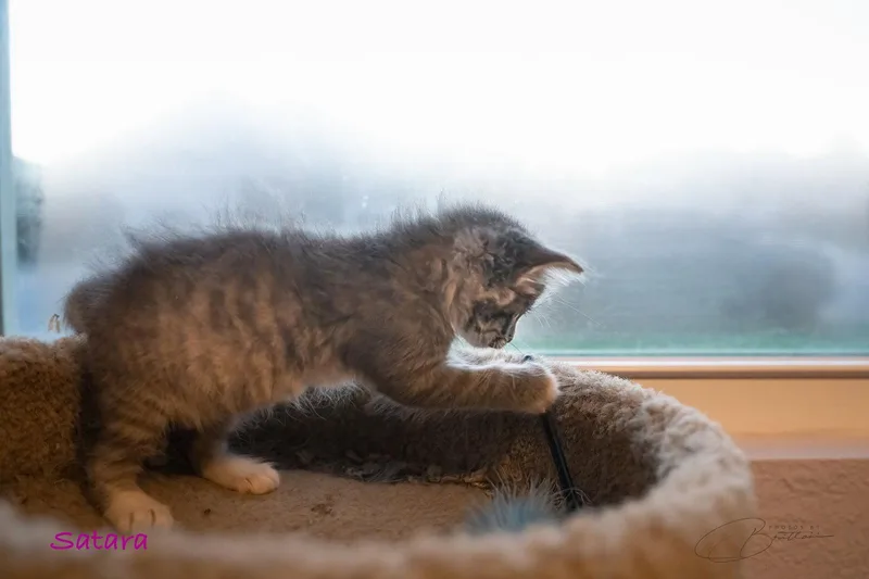 A baby medium-sized female Tabby cat named Satara for adoption in Magnolia Springs, AL