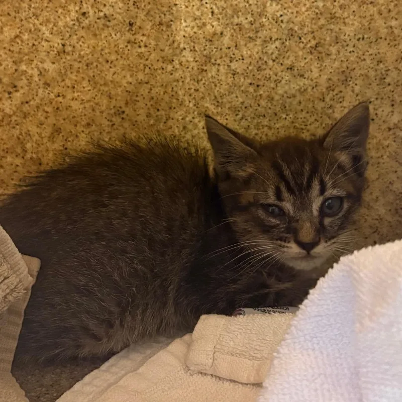 Niko