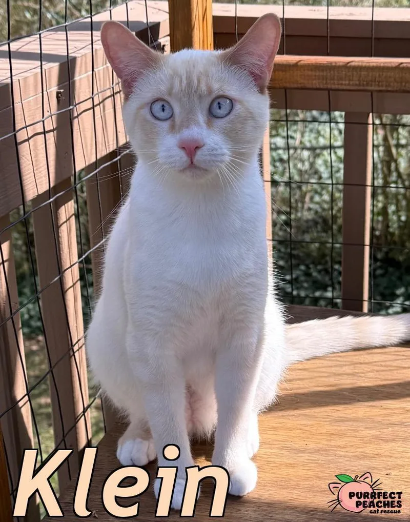 A young medium-sized male Siamese cat named Klein for adoption in Douglasville, GA