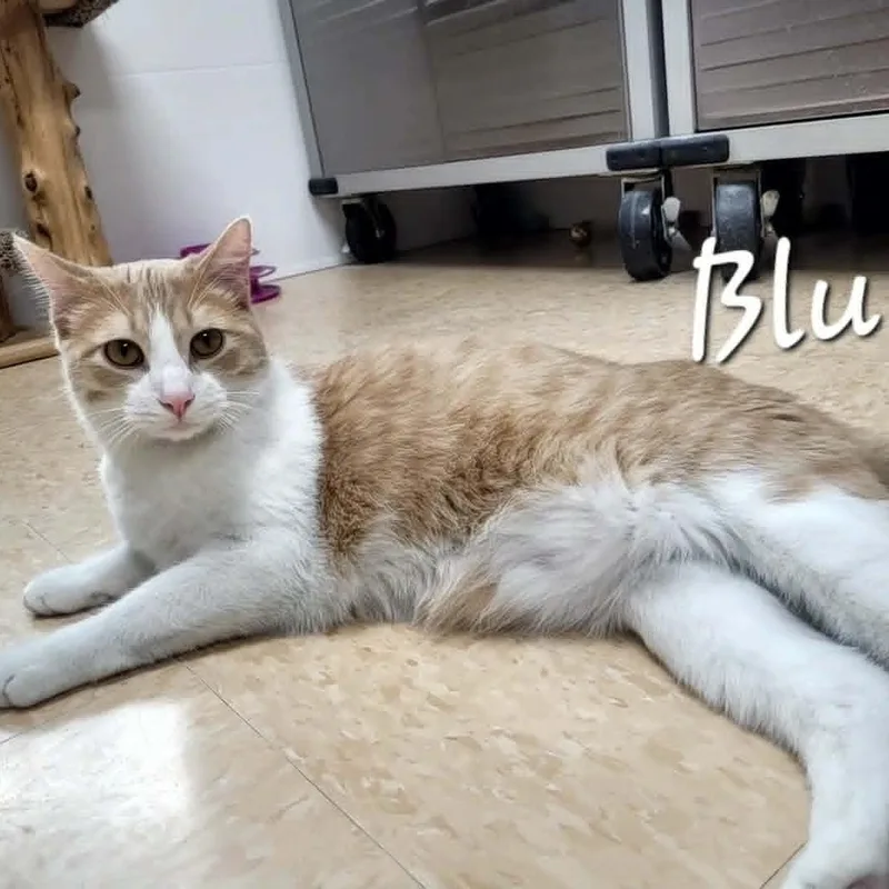 A young medium-sized male Domestic Short Hair cat named Blu for adoption in Rushville, IL